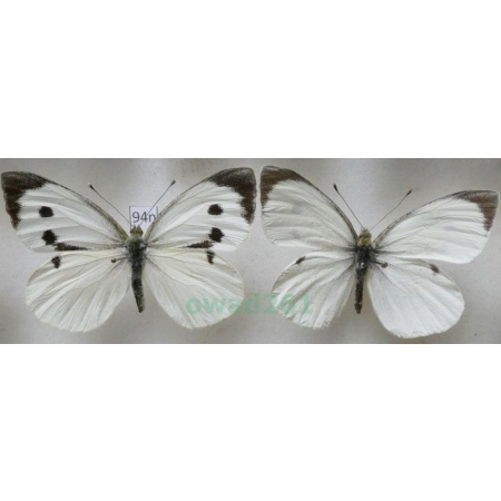 Pieris brassicae (Linnaeus, 1758) pair Bielinek kapustnik Poland94n